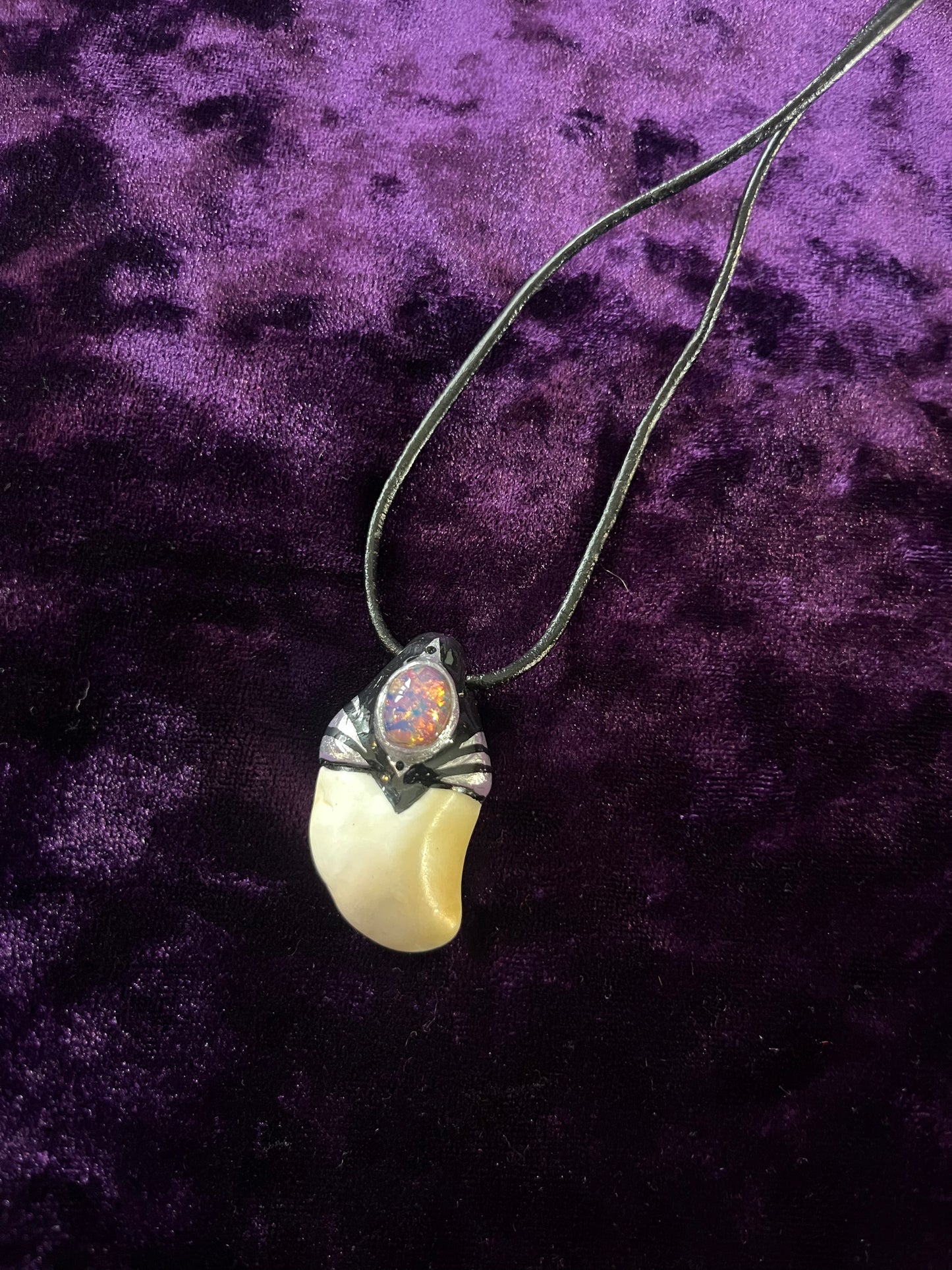 Black Stripe Fairy Tooth